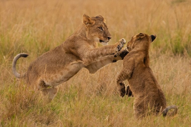 043 Masai Mara.jpg